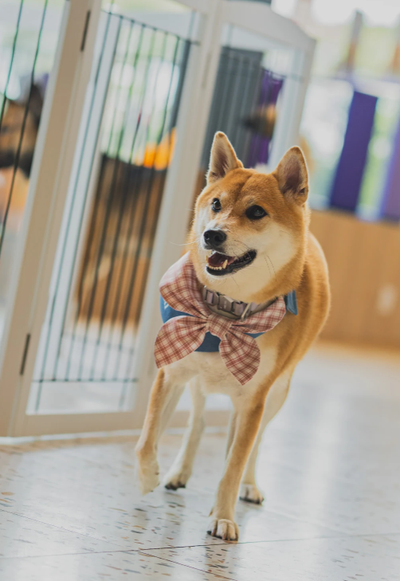 Ashley Tay review image