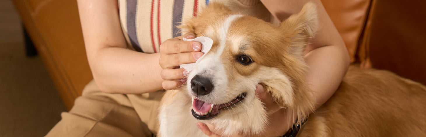 HICC PET CARE KIT